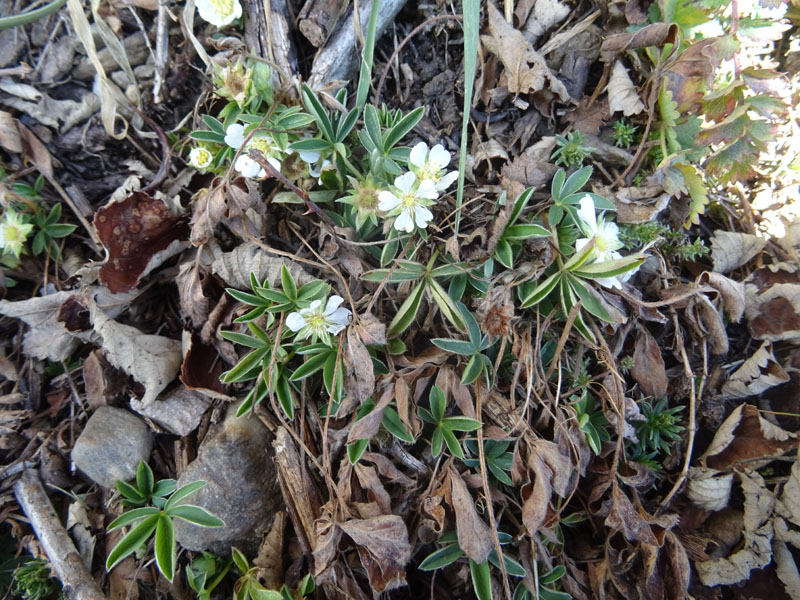 Potentilla alba - Rosaceae